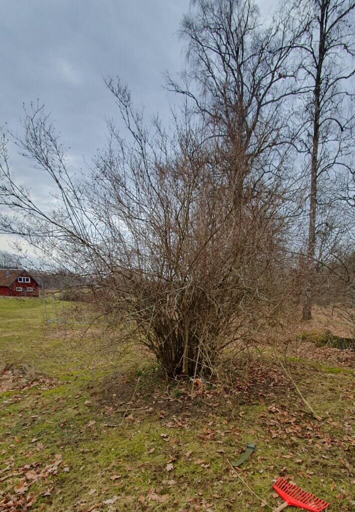 Tät buske utan löv på en gräsmatta.