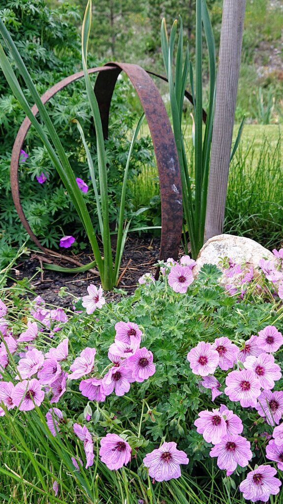 Rosa Geranium blommor i trädgården med dekorativt metallklot.