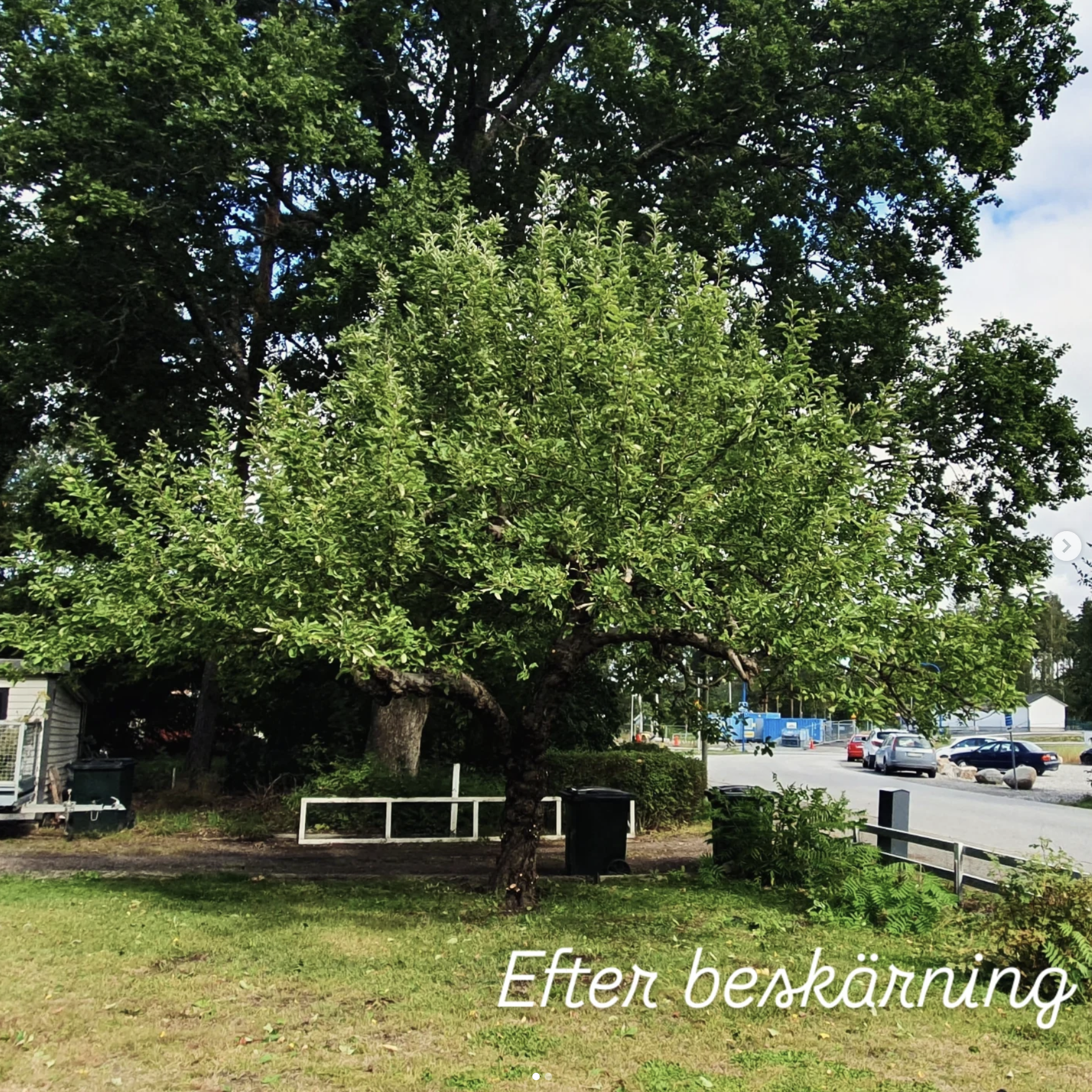 efter_beskärning