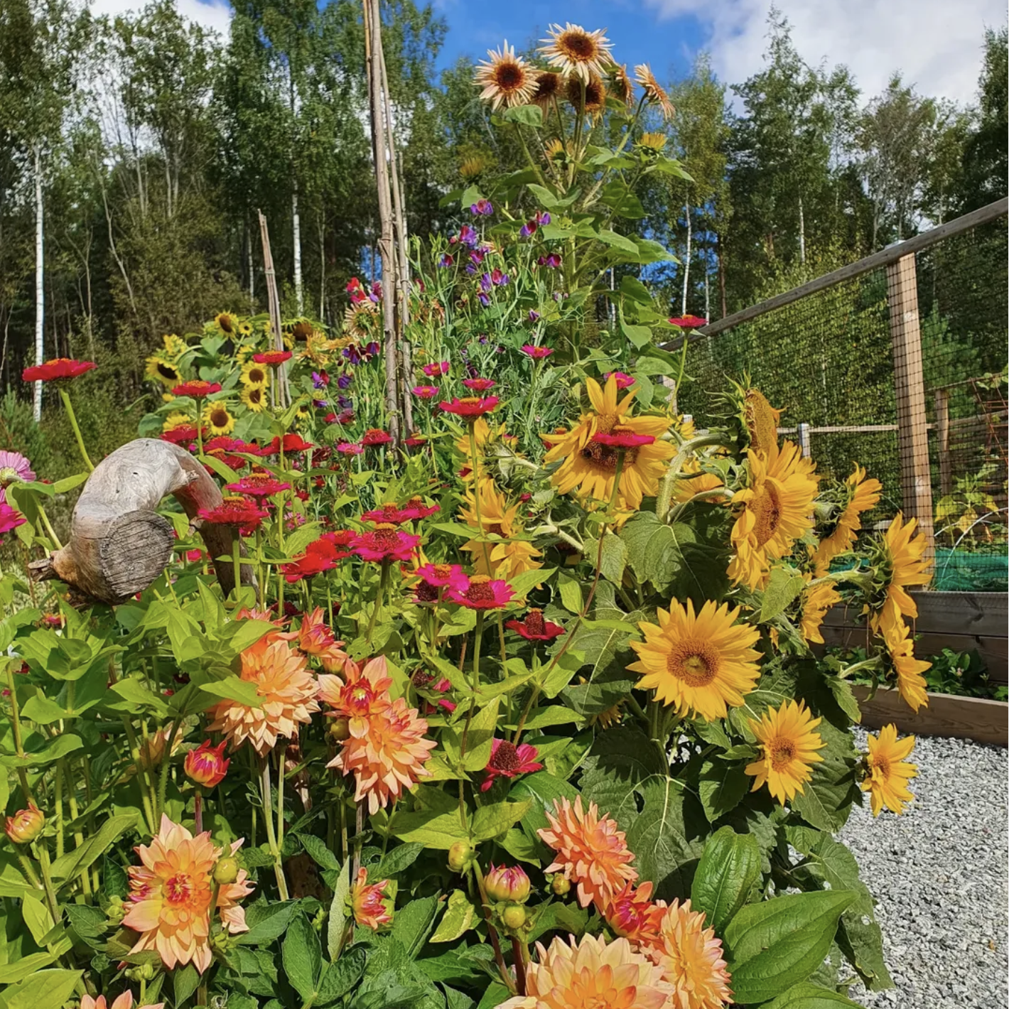Fargsprakande_blomrabatt