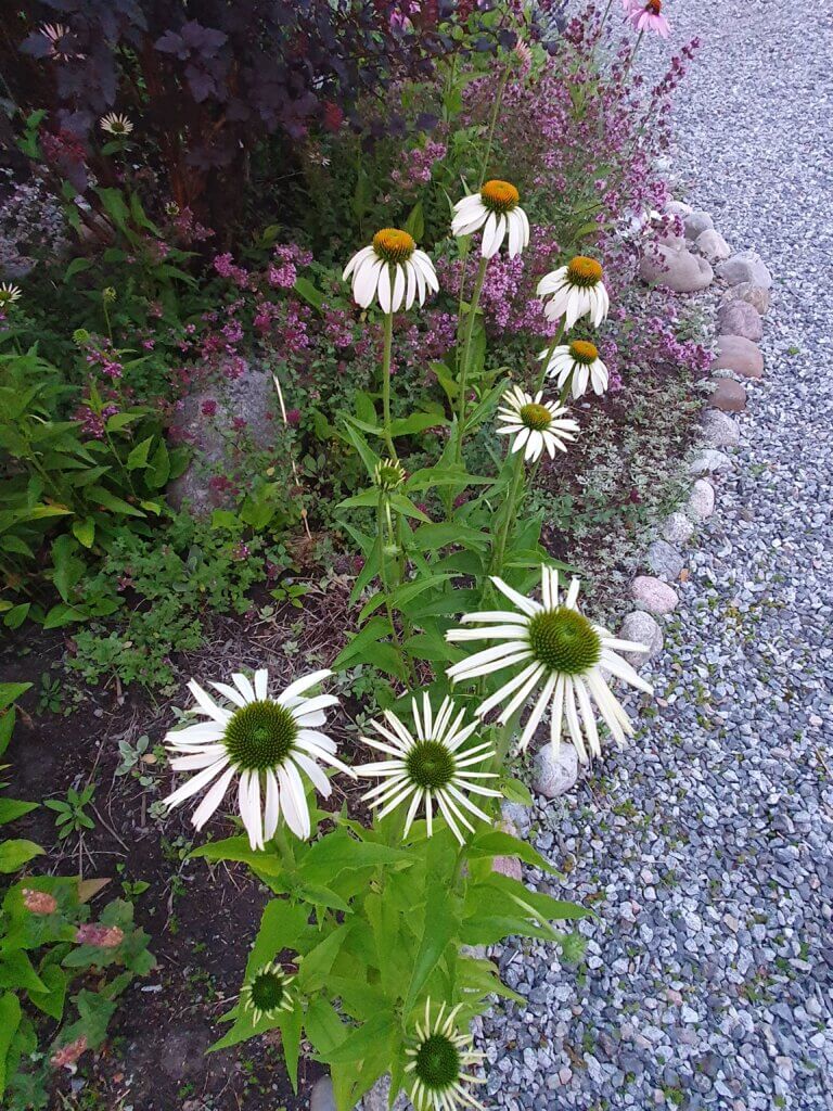Vita Echinacea-blommor i trädgården.
