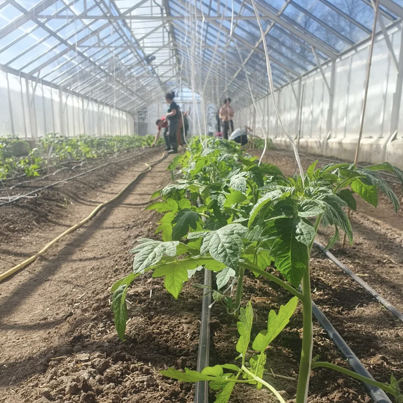 tomatodling_växthus