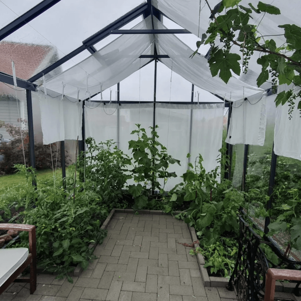 Växthus med odling och vita draperier