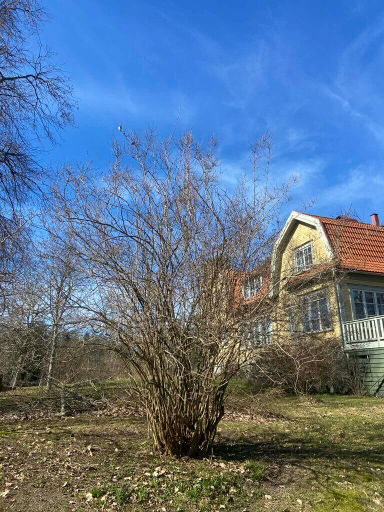 Tät buske utan löv, efter beskärning