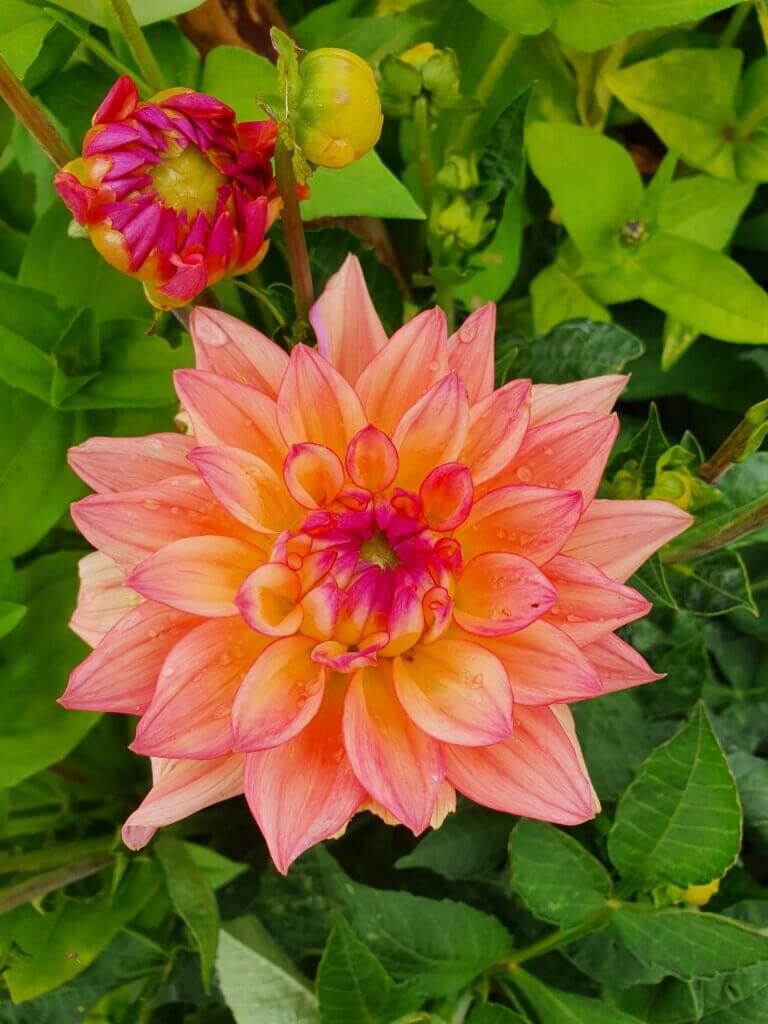 En dahlia med orange och rosa kronblad