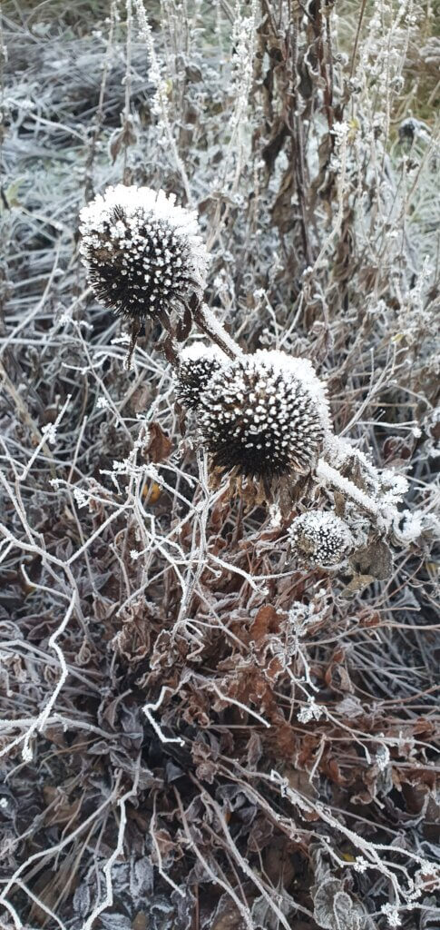 Frostiga torkade blommor i vinterskrud