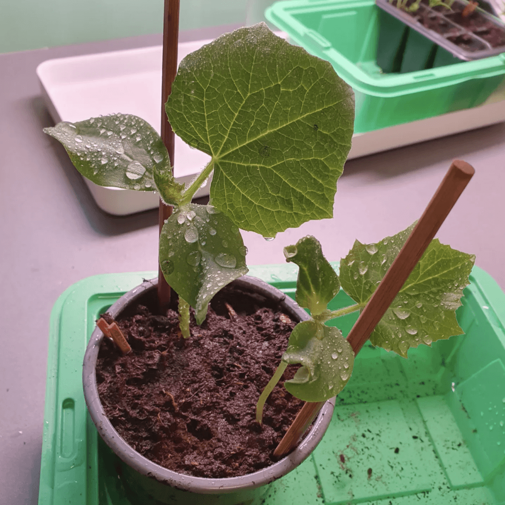 Liten gurkplanta som förodlas i kruka