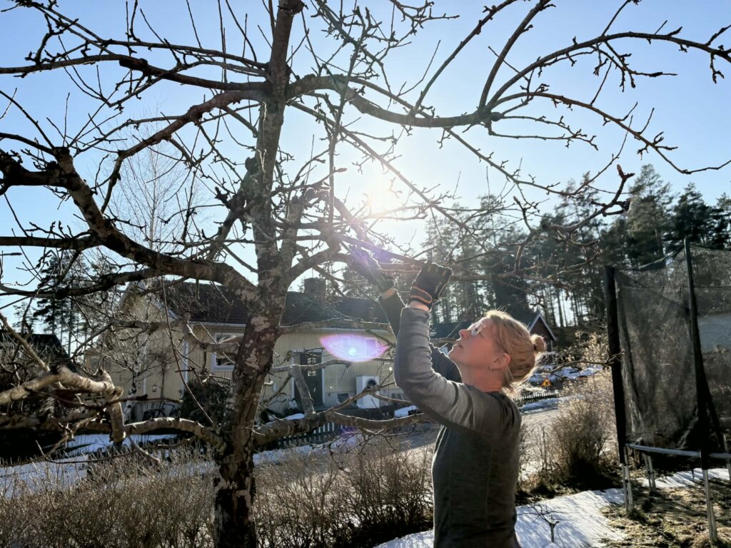 Trädgårdsmästare Katarina Kaveryd beskär ett träd