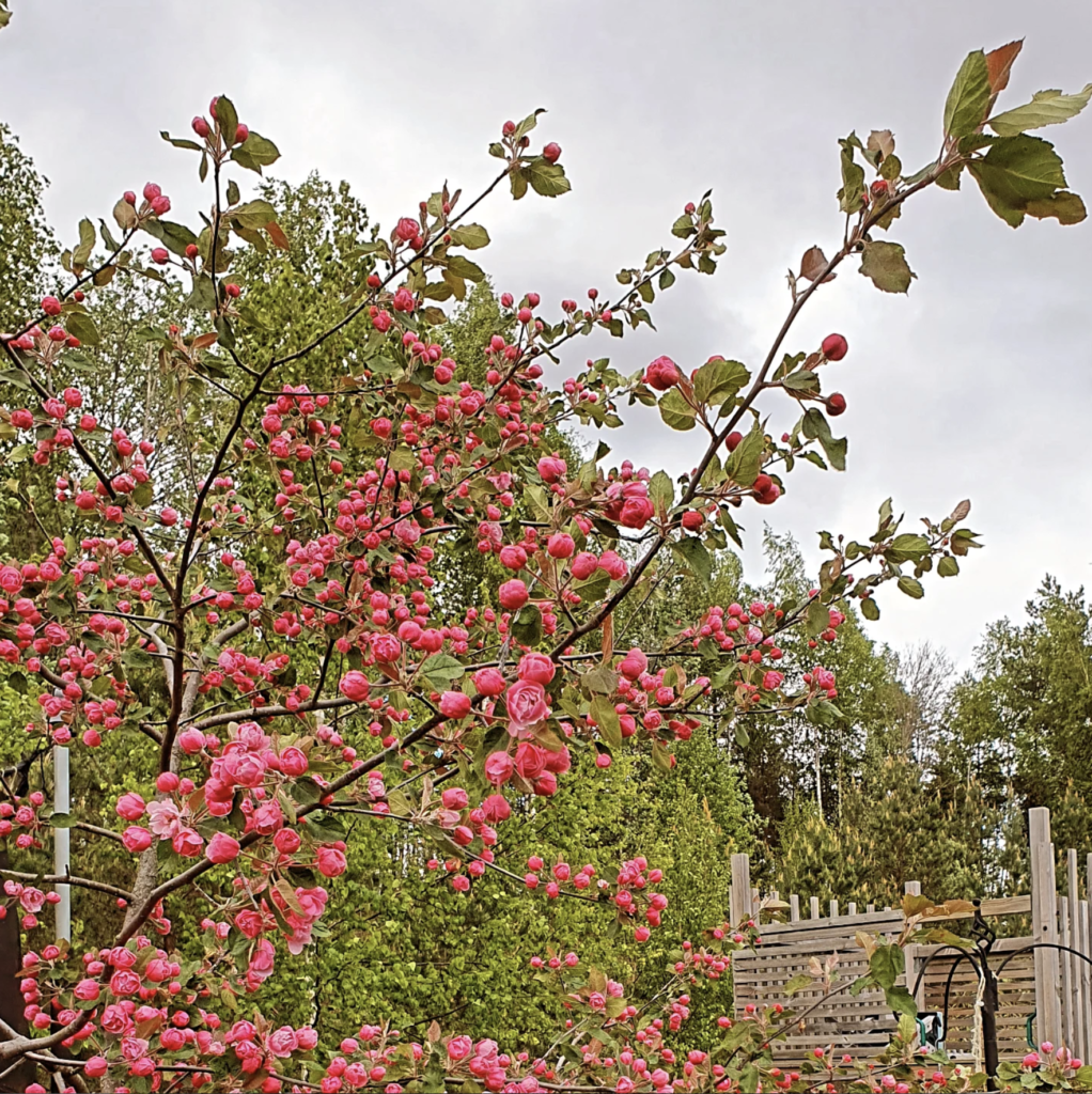Blommande Malus Brandywine Prydnadsapel.