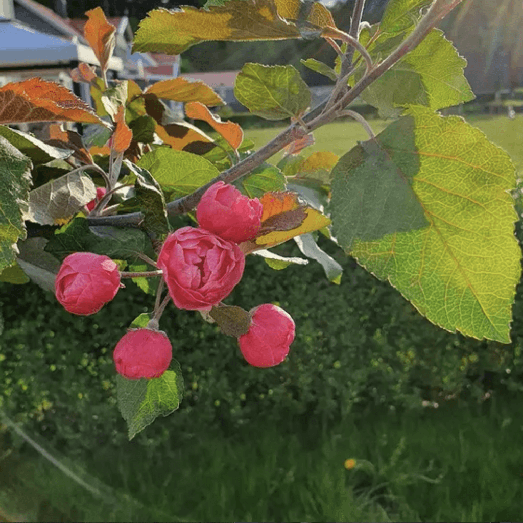 Knoppar av rosa blommande trädgren