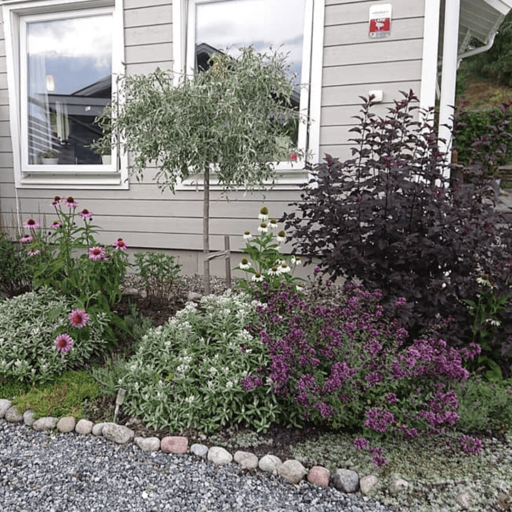 Trädgårdsrabatt med blommor och växter framför ett hus