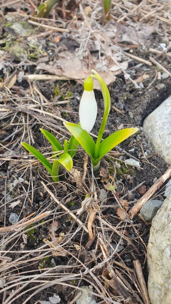 Snödroppe som blommar i jorden